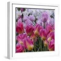 Pink Tulips-Anna Miller-Framed Photographic Print