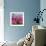 Pink Tulips-Anna Miller-Framed Photographic Print displayed on a wall