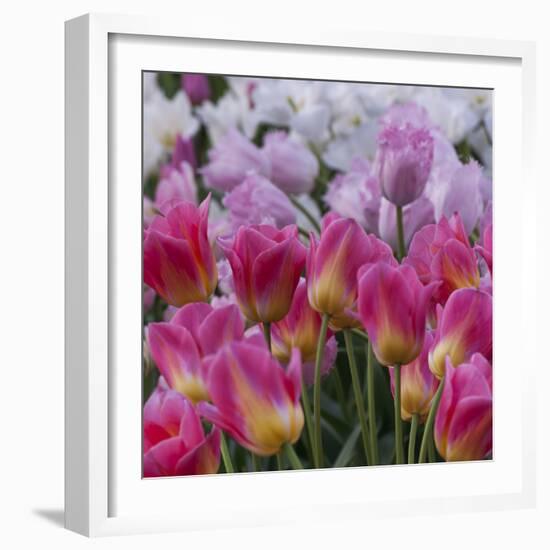 Pink Tulips-Anna Miller-Framed Photographic Print