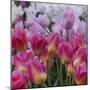 Pink Tulips-Anna Miller-Mounted Photographic Print