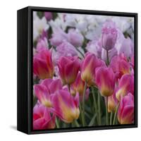 Pink Tulips-Anna Miller-Framed Stretched Canvas