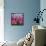 Pink Tulips-Anna Miller-Framed Stretched Canvas displayed on a wall