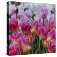 Pink Tulips-Anna Miller-Stretched Canvas