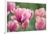 Pink Tulips-Cora Niele-Framed Photographic Print