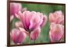 Pink Tulips-Cora Niele-Framed Photographic Print