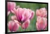 Pink Tulips-Cora Niele-Framed Photographic Print