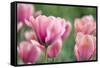 Pink Tulips-Cora Niele-Framed Stretched Canvas