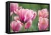 Pink Tulips-Cora Niele-Framed Stretched Canvas