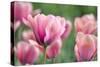 Pink Tulips-Cora Niele-Stretched Canvas