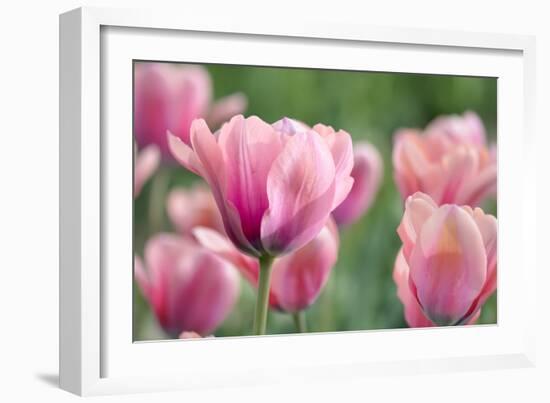 Pink Tulips-Cora Niele-Framed Photographic Print