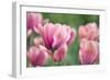 Pink Tulips-Cora Niele-Framed Photographic Print