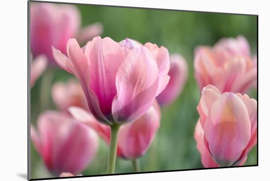 Pink Tulips-Cora Niele-Mounted Photographic Print