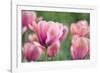 Pink Tulips-Cora Niele-Framed Photographic Print