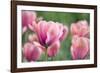 Pink Tulips-Cora Niele-Framed Photographic Print