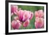 Pink Tulips-Cora Niele-Framed Photographic Print