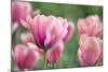 Pink Tulips-Cora Niele-Mounted Photographic Print