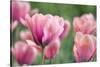 Pink Tulips-Cora Niele-Stretched Canvas