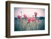 Pink Tulips-Adelino Gonçalves-Framed Photographic Print