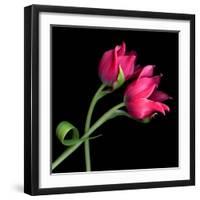 Pink Tulips-Magda Indigo-Framed Premium Photographic Print