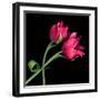 Pink Tulips-Magda Indigo-Framed Premium Photographic Print