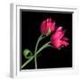 Pink Tulips-Magda Indigo-Framed Premium Photographic Print