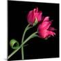 Pink Tulips-Magda Indigo-Mounted Premium Photographic Print
