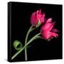 Pink Tulips-Magda Indigo-Framed Stretched Canvas