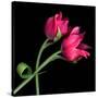 Pink Tulips-Magda Indigo-Stretched Canvas