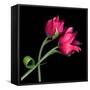 Pink Tulips-Magda Indigo-Framed Stretched Canvas