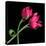 Pink Tulips-Magda Indigo-Stretched Canvas