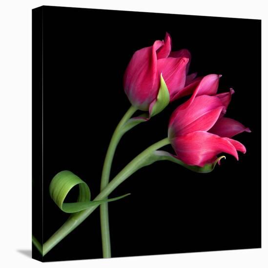 Pink Tulips-Magda Indigo-Stretched Canvas