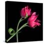 Pink Tulips-Magda Indigo-Stretched Canvas