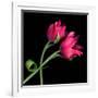 Pink Tulips-Magda Indigo-Framed Photographic Print