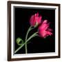Pink Tulips-Magda Indigo-Framed Photographic Print