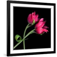 Pink Tulips-Magda Indigo-Framed Photographic Print