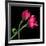 Pink Tulips-Magda Indigo-Framed Photographic Print