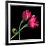 Pink Tulips-Magda Indigo-Framed Photographic Print