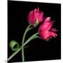 Pink Tulips-Magda Indigo-Mounted Photographic Print