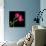 Pink Tulips-Magda Indigo-Photographic Print displayed on a wall