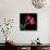 Pink Tulips-Magda Indigo-Photographic Print displayed on a wall