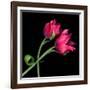 Pink Tulips-Magda Indigo-Framed Photographic Print