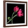 Pink Tulips-Magda Indigo-Framed Photographic Print