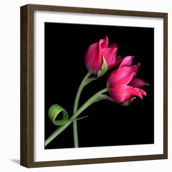 Pink Tulips-Magda Indigo-Framed Photographic Print