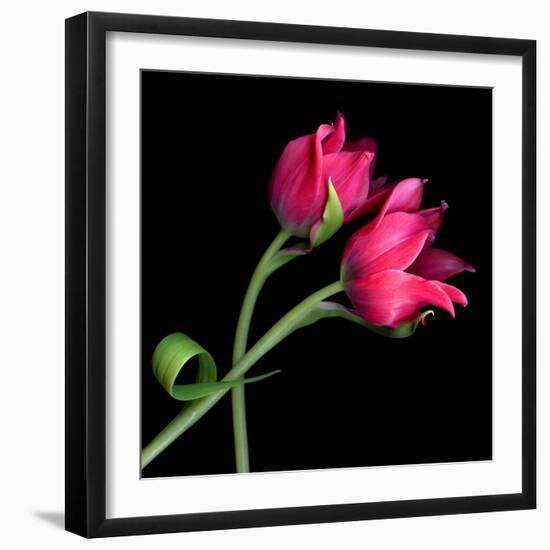 Pink Tulips-Magda Indigo-Framed Photographic Print