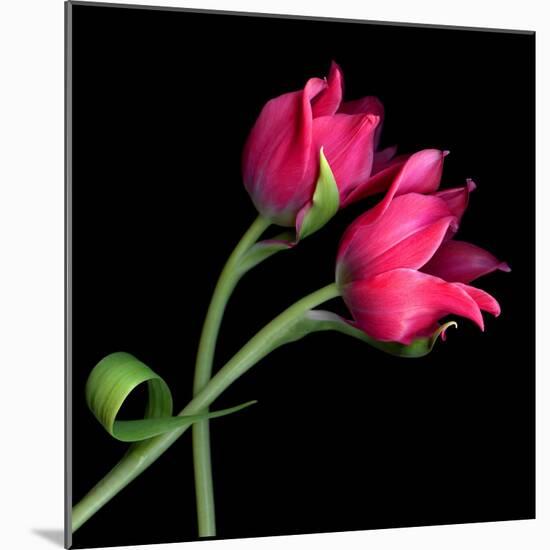 Pink Tulips-Magda Indigo-Mounted Photographic Print