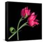 Pink Tulips-Magda Indigo-Framed Stretched Canvas