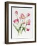 Pink Tulips-Sally Crosthwaite-Framed Giclee Print