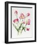 Pink Tulips-Sally Crosthwaite-Framed Giclee Print