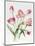 Pink Tulips-Sally Crosthwaite-Mounted Giclee Print
