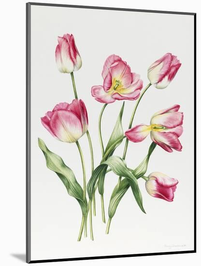 Pink Tulips-Sally Crosthwaite-Mounted Giclee Print